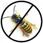 wasp.jpg