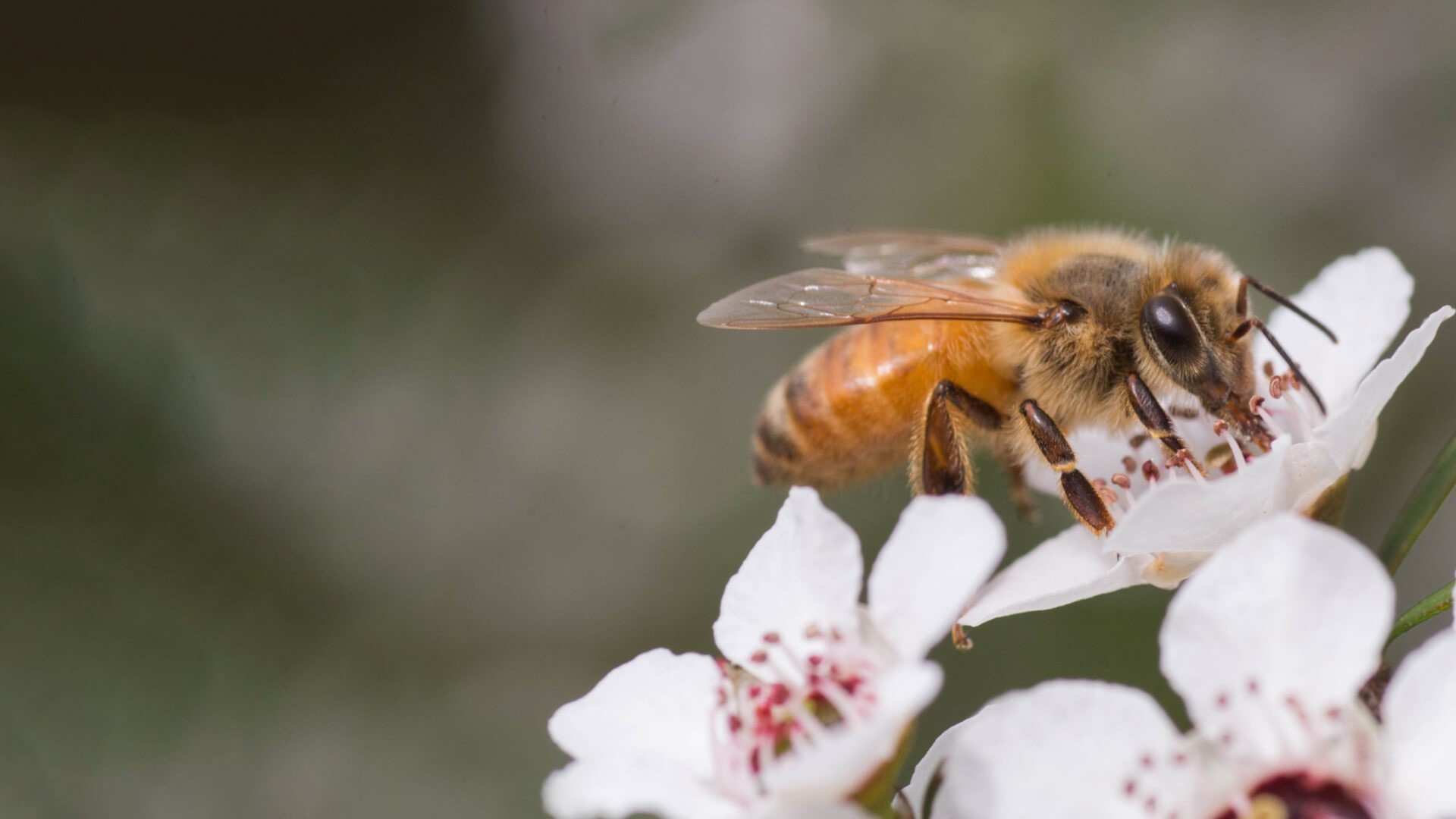 Healing honey skin care </br> since 1993